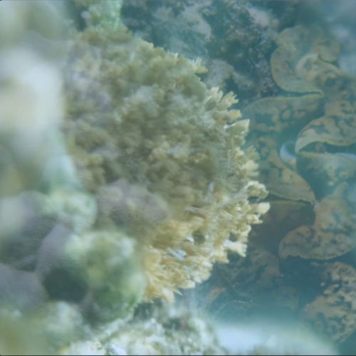 UNDERWATER SYMPHONY